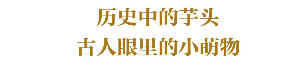 芋头高产窍门,芋头高产高效品种
