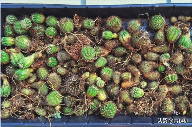 养了10年的彩草仙人球,彩草仙人球的养殖方法和注意事项
