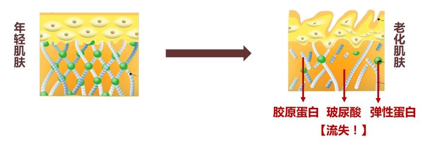 口服玻尿酸胶原蛋白真的有用吗,口服胶原蛋白有用吗央视新闻