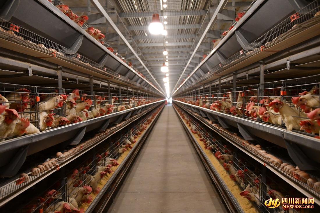 【回村的年轻人③】从美国加州到四川“嘉州”海归女孩点亮秘密“鸡地”