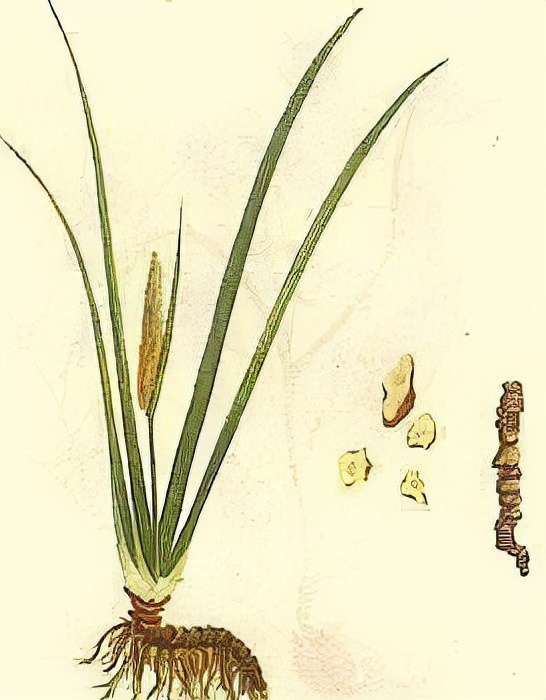 耳鸣耳聋特效中药,聪耳丸耳鸣耳聋特效方