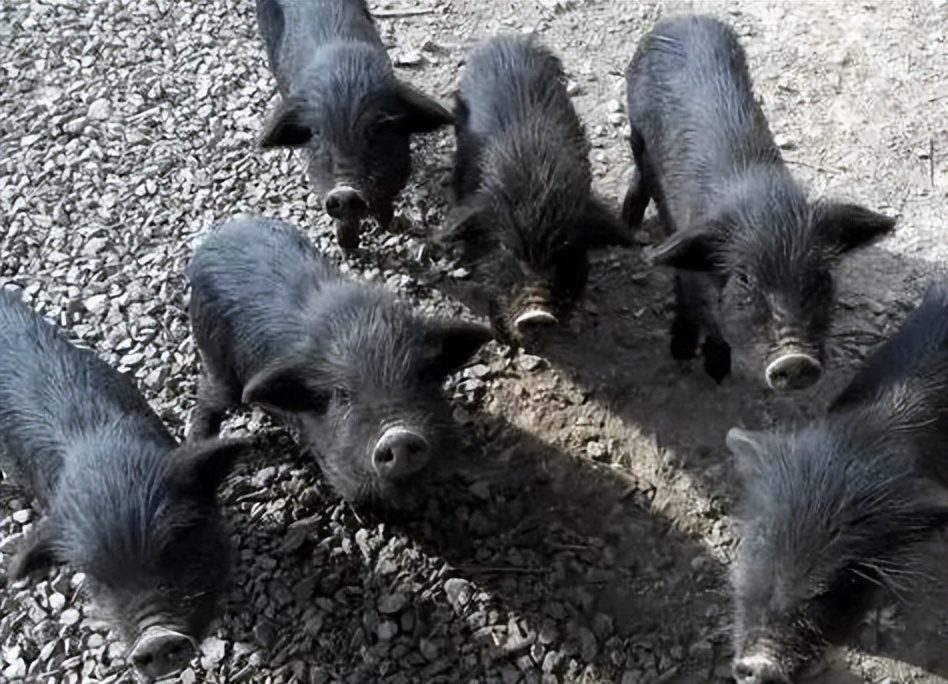 小伙子养猪年收入2000万,农村人靠养猪发家致富