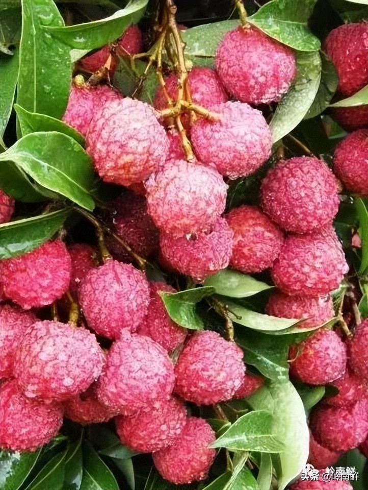 全球最好吃的荔枝在哪里,荔枝哪个品种最好吃