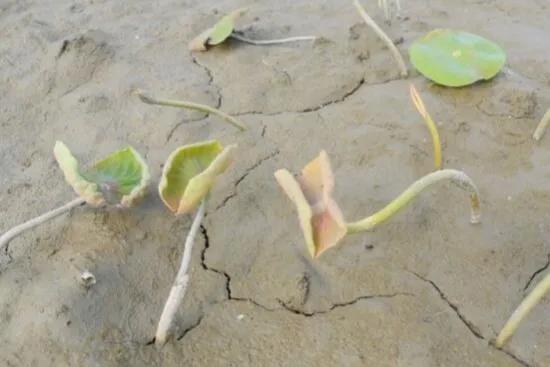 大缸种藕的种法,缸种藕几棵合适