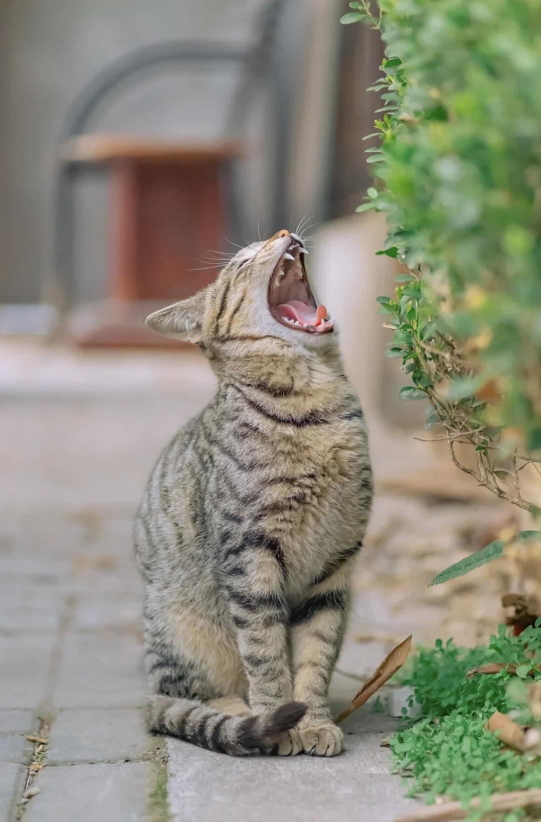 治愈系壁纸｜132张可爱小猫咪的样子