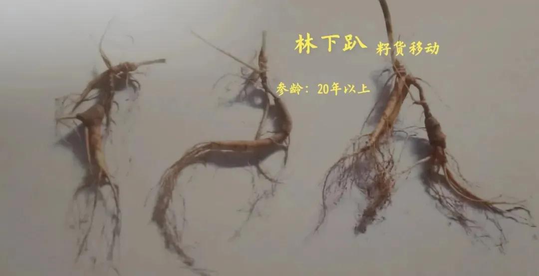 林下参觅货是什么意思,林下参的籽货与蜜货的怎么辨别