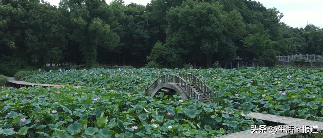 荷花是最好的中药,荷花全身有哪些药用价值