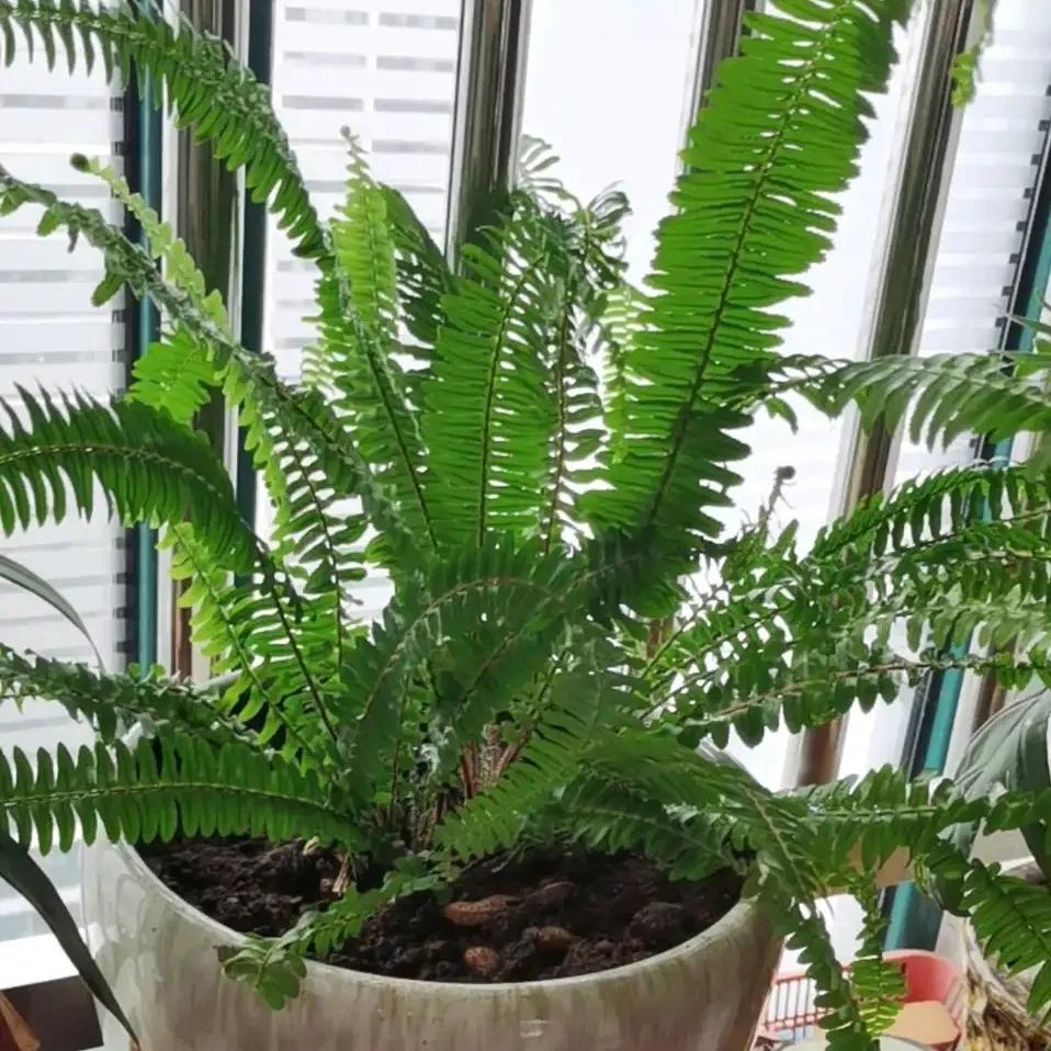 什么花净化空气除甲醛最好,什么花除甲醛效果最好最好养