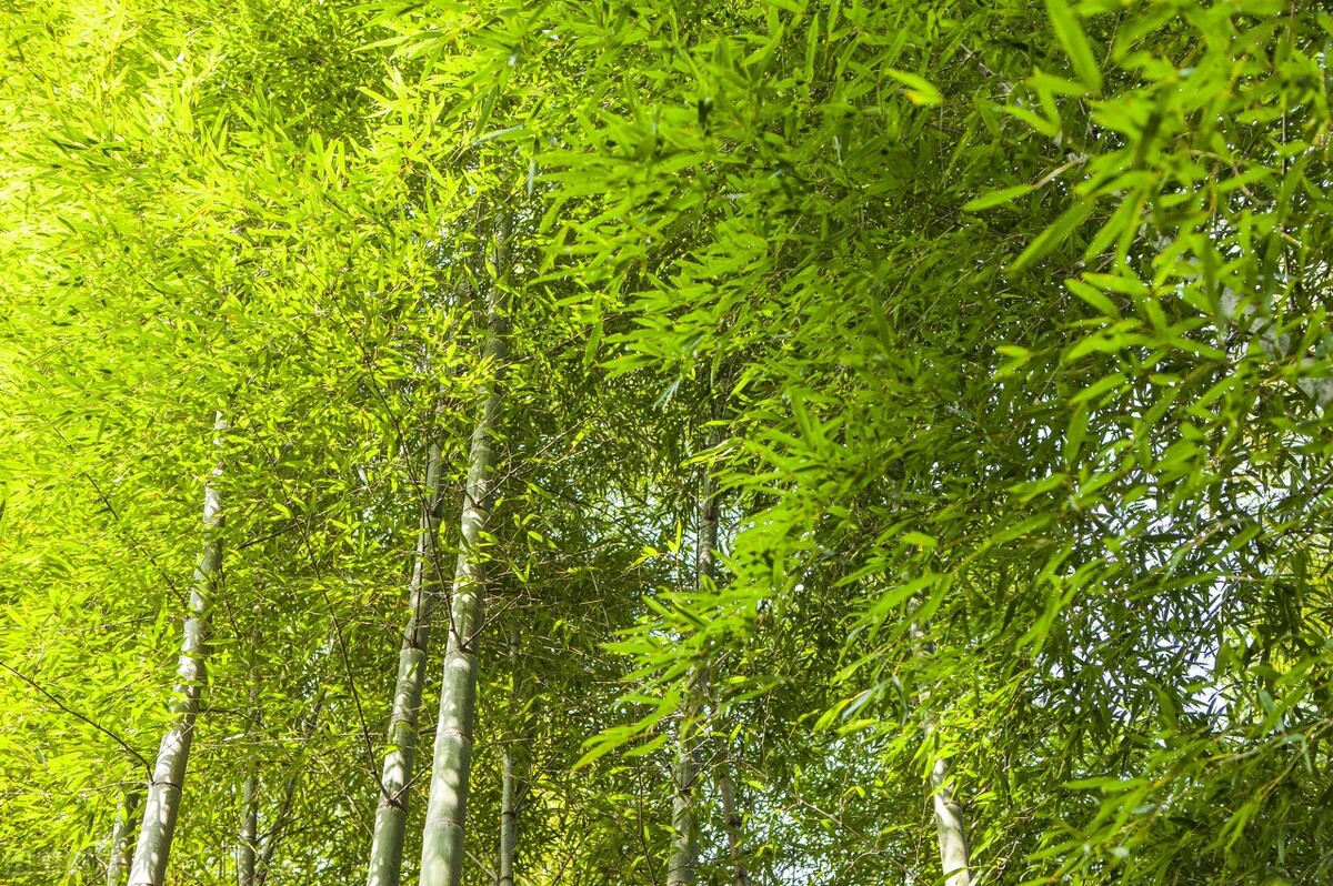 乐山沐川镇杀人事件,乐山沐川五指山杀人案