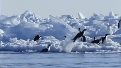 原来这就是吸引力定律,企鹅定律是什么