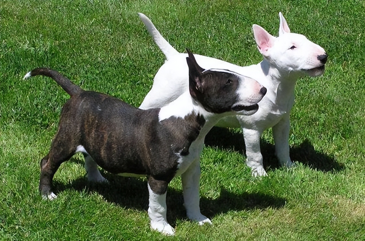 称为斗犬的有几种狗,斗犬排名第一位是什么犬品种