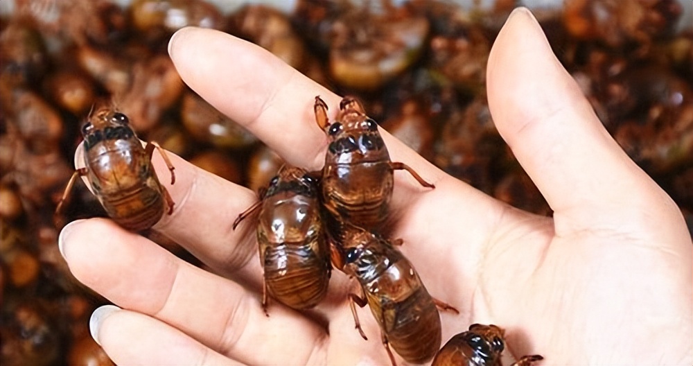 吃知了猴会上火吗好处与坏处,经常吃知了猴对身体有害吗