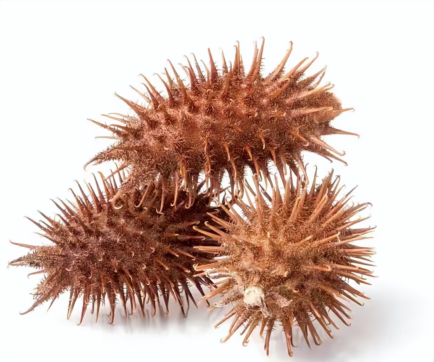 太监孙耀庭揭露晚清后宫丑事,孙耀庭太监