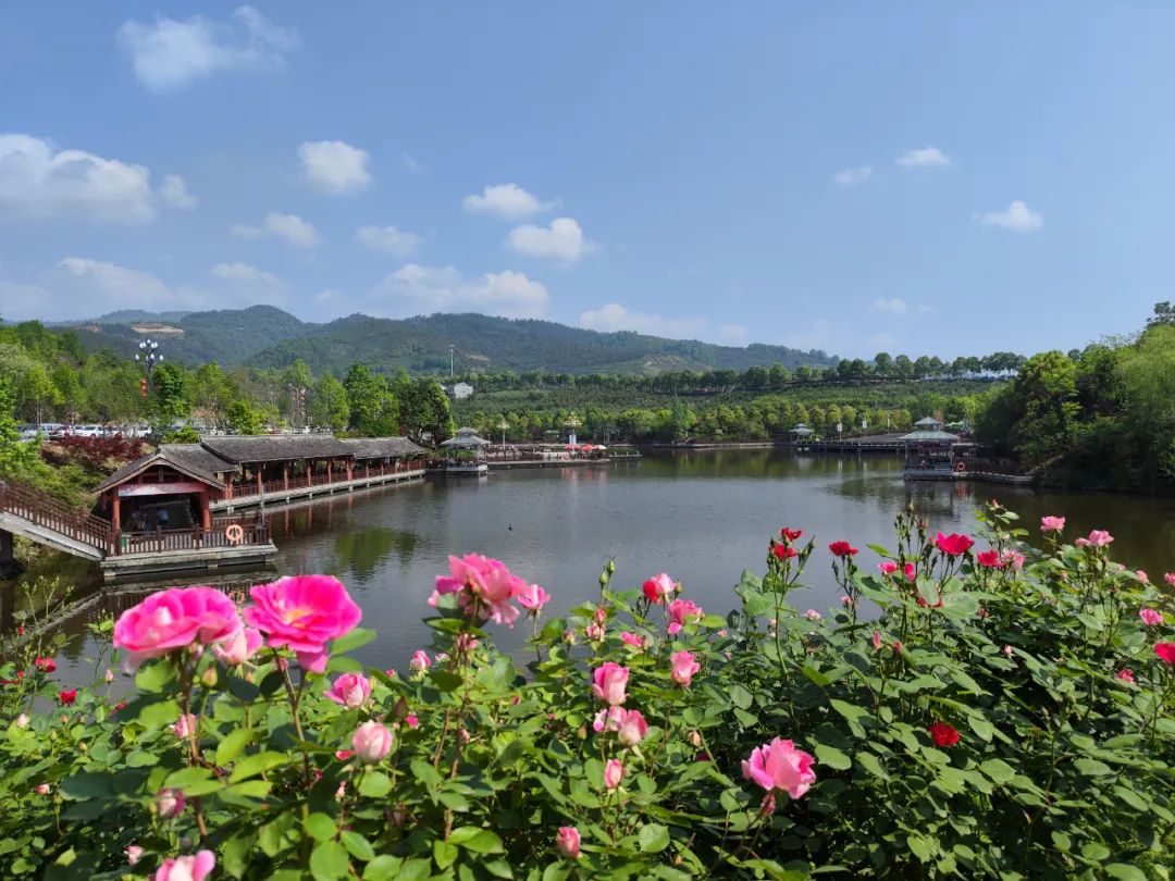 西乡县茶叶镇樱桃采摘,陕西汉中哪里可以摘樱桃