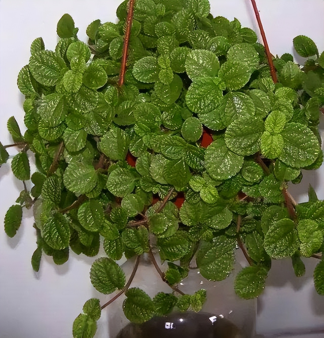 卫生间除异味最好的花,能养在卫生间去异味的花