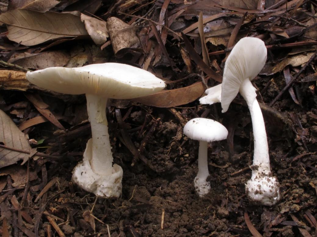 致死率95%，浙江一家四口误吃“铅绿褶菇”，会有什么后遗症