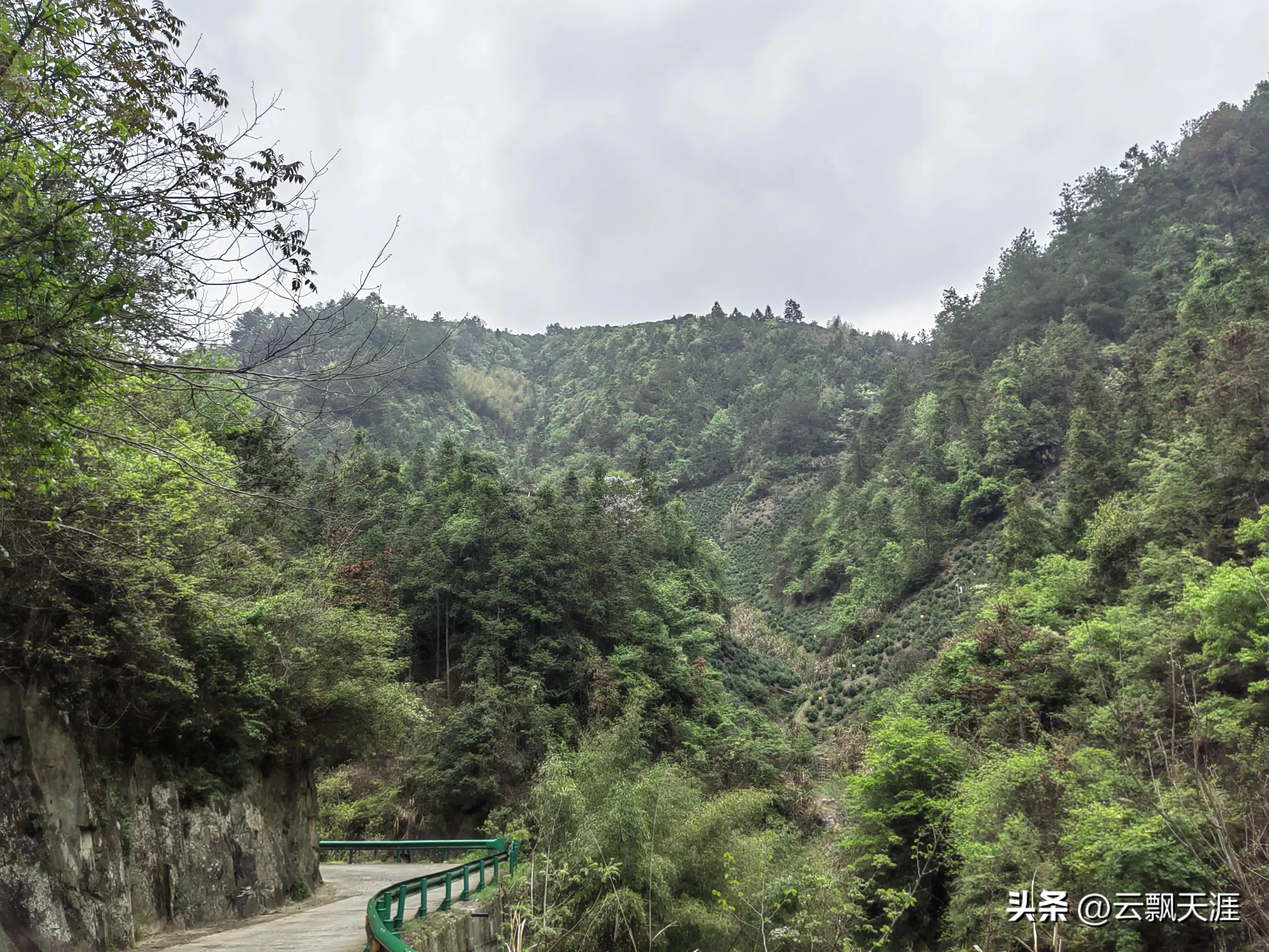 为何外地人一般很难买到正宗的富溪“黄山毛峰”