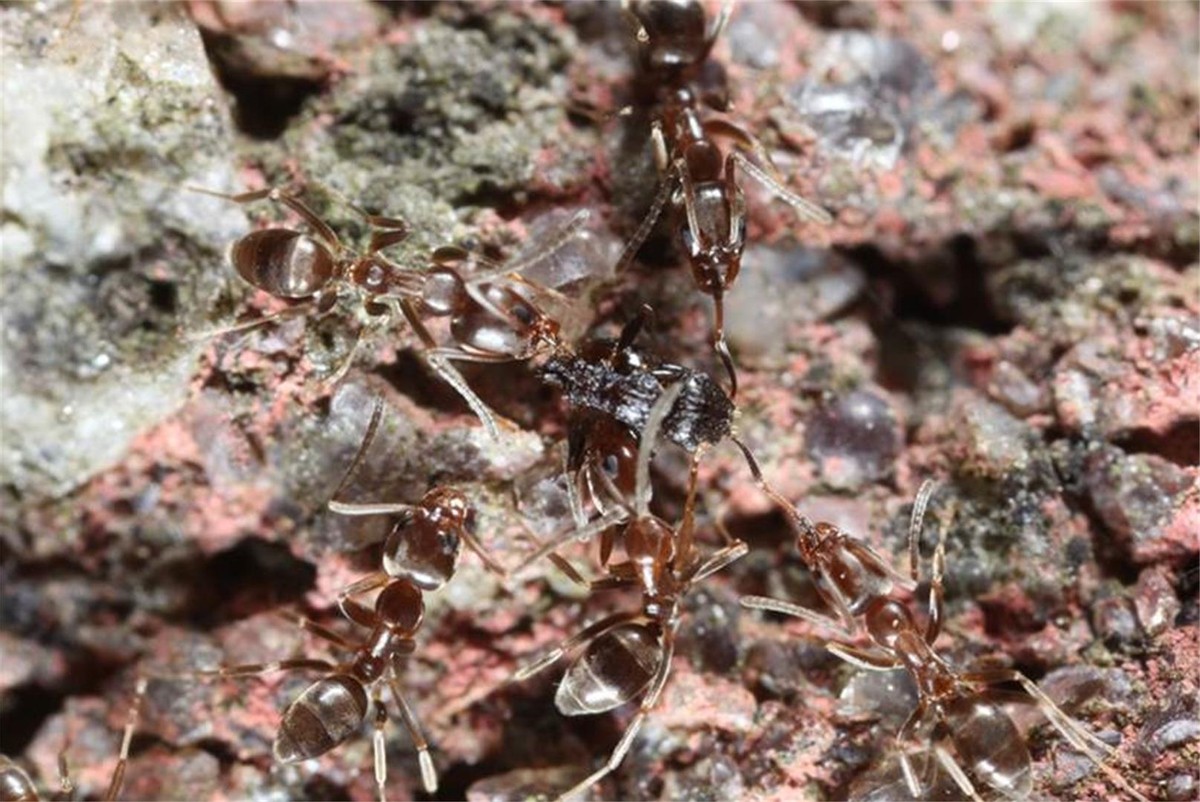澳洲连蚂蚁都是狠角色？父子露营发现蚂蚁撕咬毒蛇，差点只剩白骨