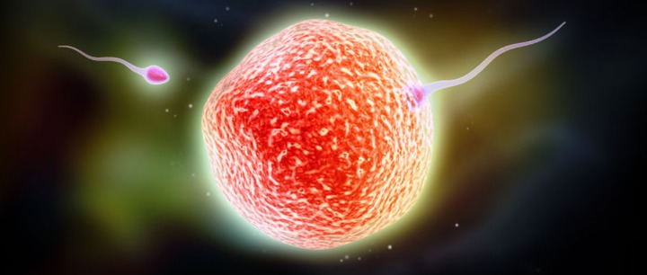 科学家发现人类精子和卵子,科学家捕捉精子和卵子作用