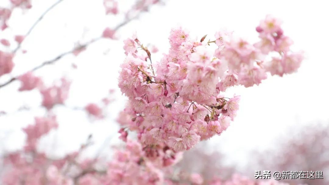 如果城市有颜色重庆,如果城市有颜色作文