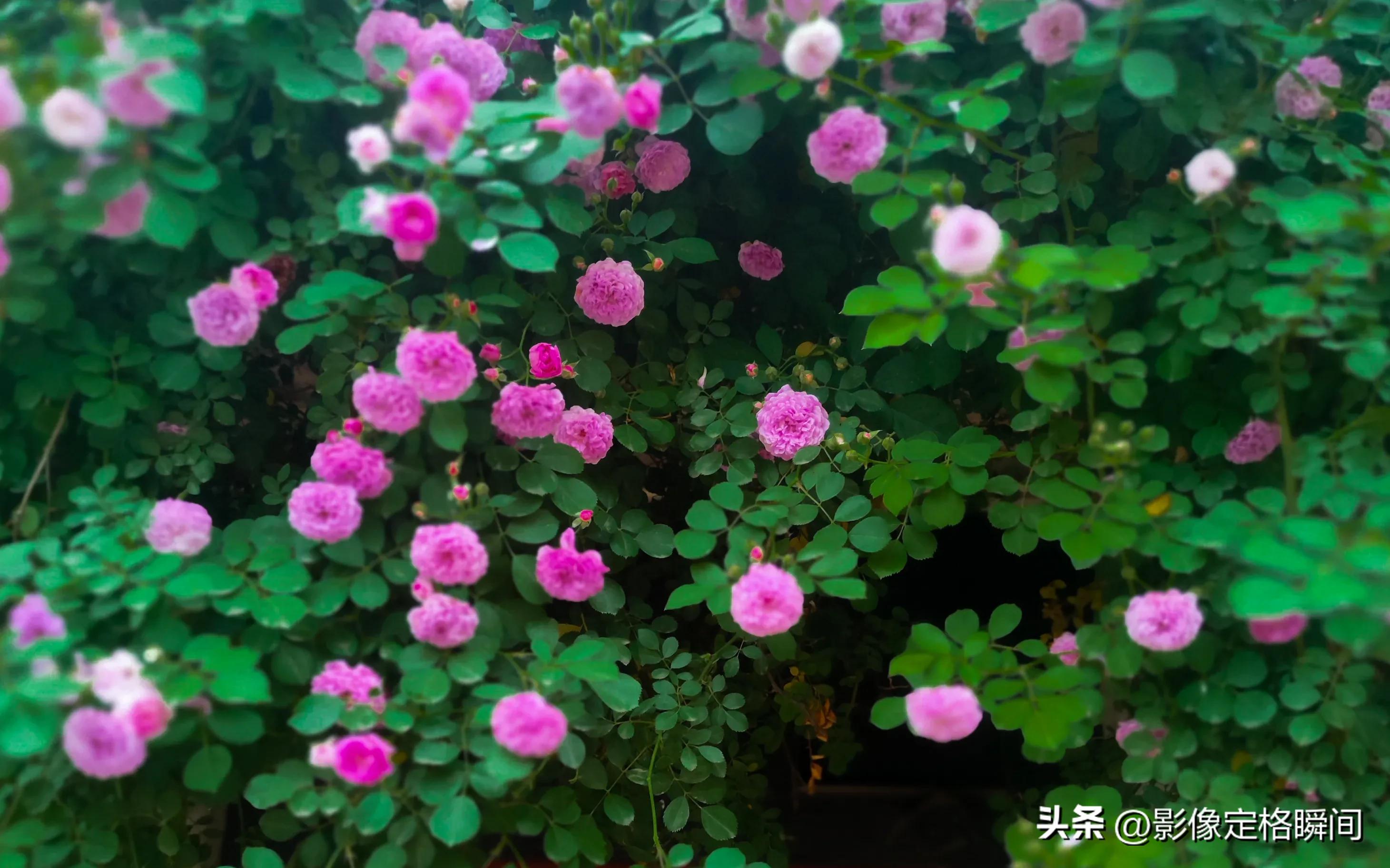 用什么模式拍出来的花更好看,用手机给花拍照怎么拍出高级感