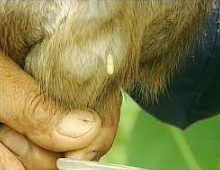 香水原料有粪便,香水是不是用动物粪便做成的