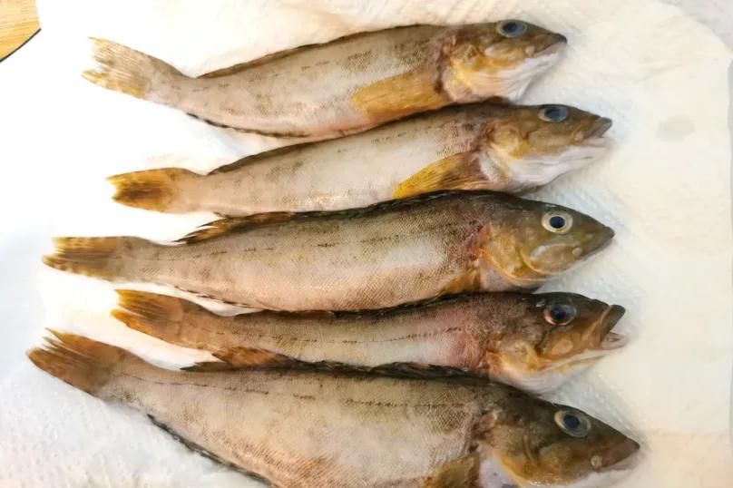 入秋后买海鲜，别忘挑5种“海鱼”，野生海鱼居多，肉质嫩还便宜