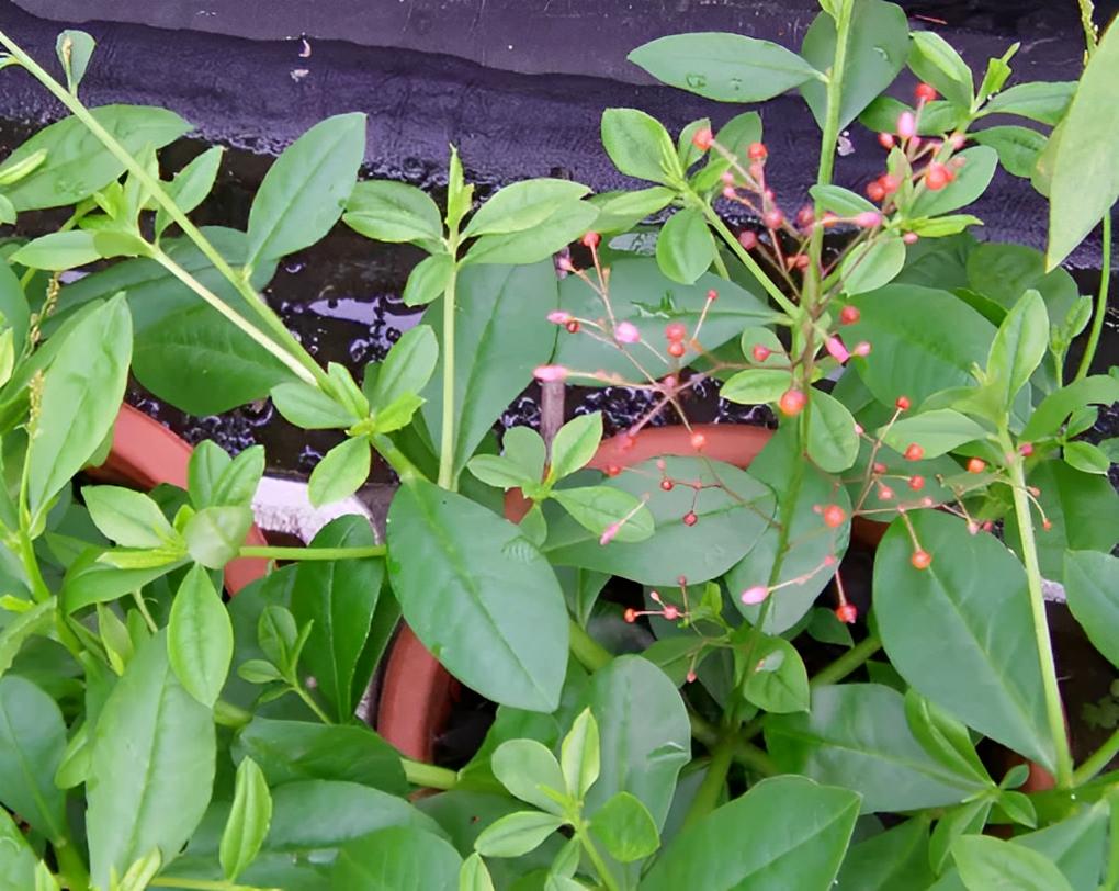 农村野生土人参,农村院落生长野生人参