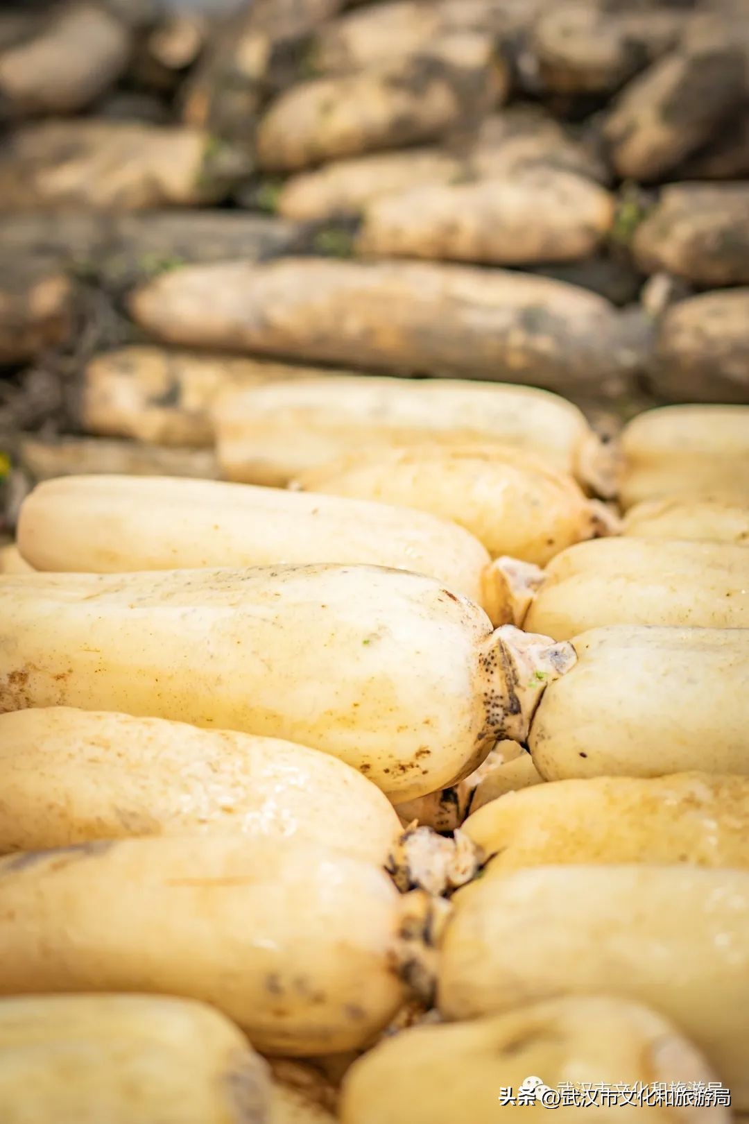 正宗九孔粉藕,武汉人大口喝藕汤的季节来了
