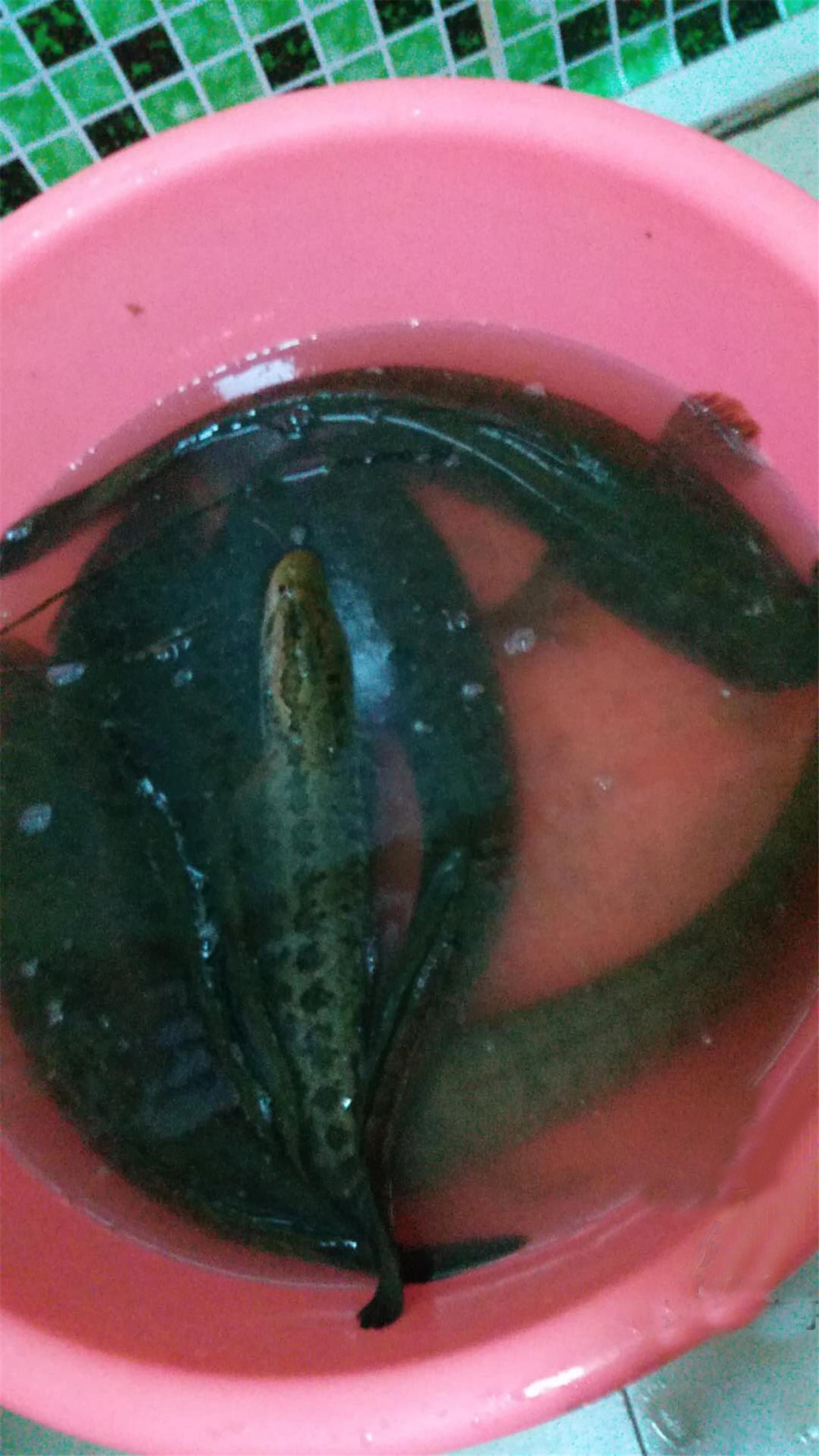 野钓看资源还是技术,野钓只能钓到鲫鱼