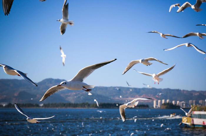 自驾昆明旅游攻略景点大全,春节昆明自驾游适合去的地方