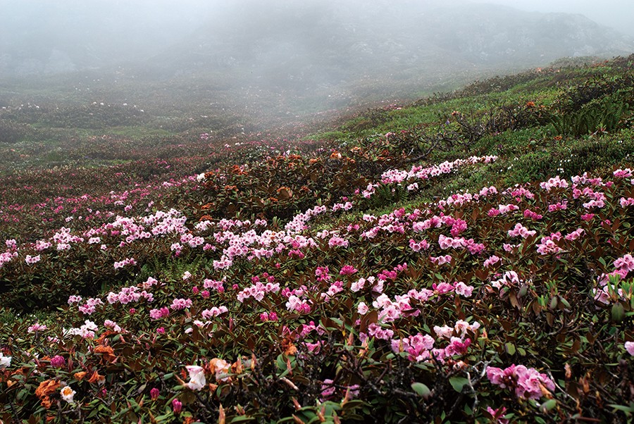 宝兴高山杜鹃,大别山杜鹃科普园