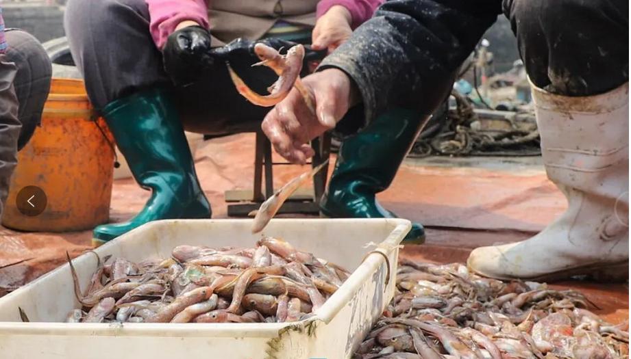 日照海鲜攻略指南本地人吐血整理,全方面解析日照海鲜攻略收藏版