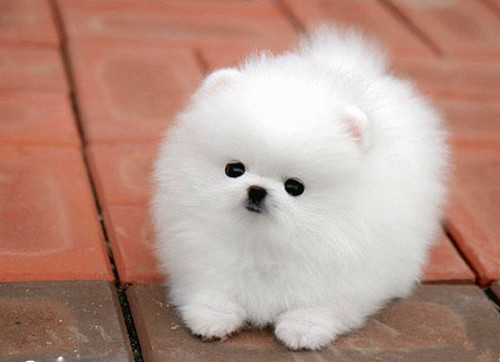 博美掉毛怎么一撮一撮的掉,博美尾巴掉毛掉光了怎么回事