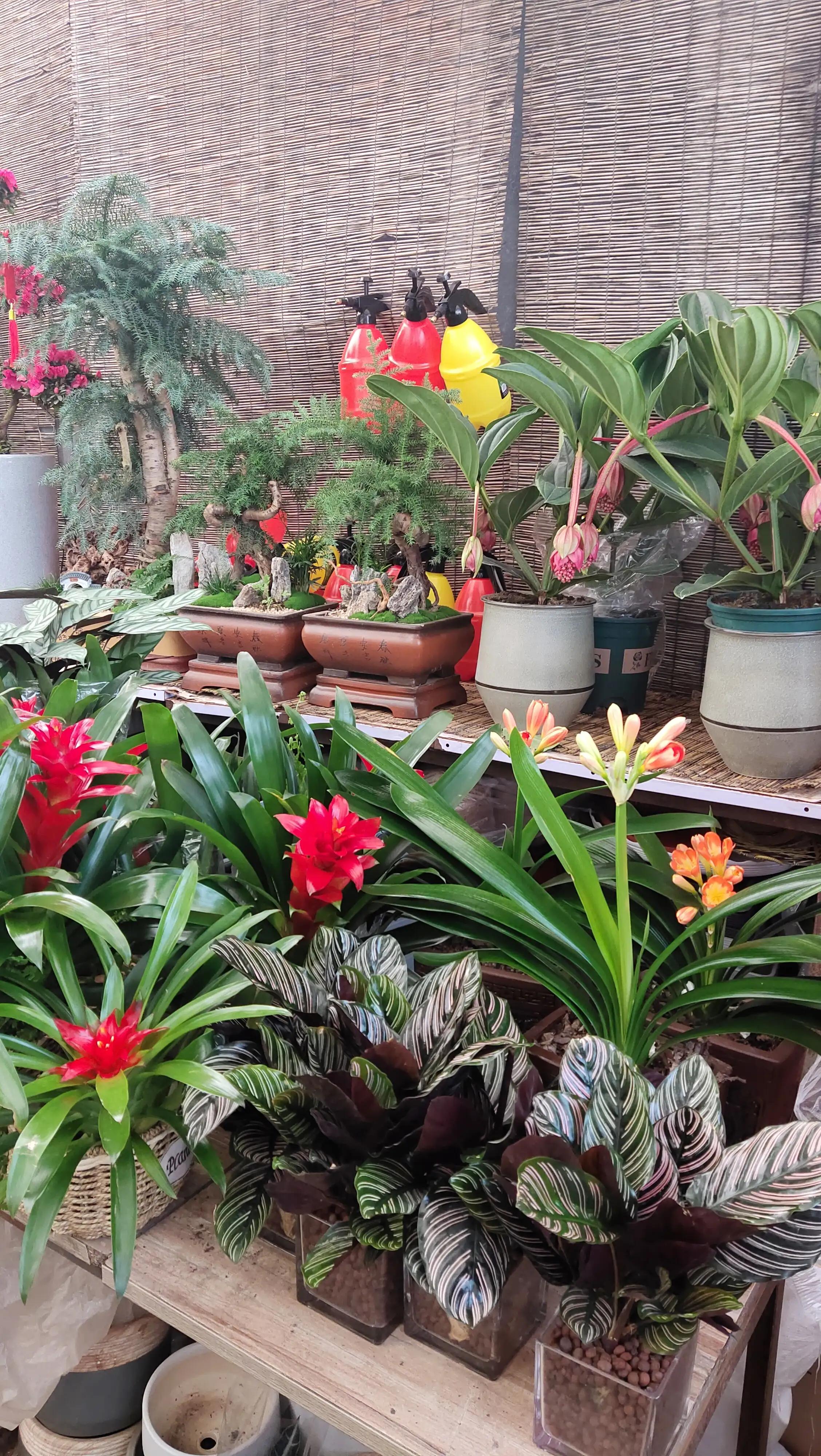 韦曲附近哪里有花卉市场,陕西省西安市秦岭花卉市场