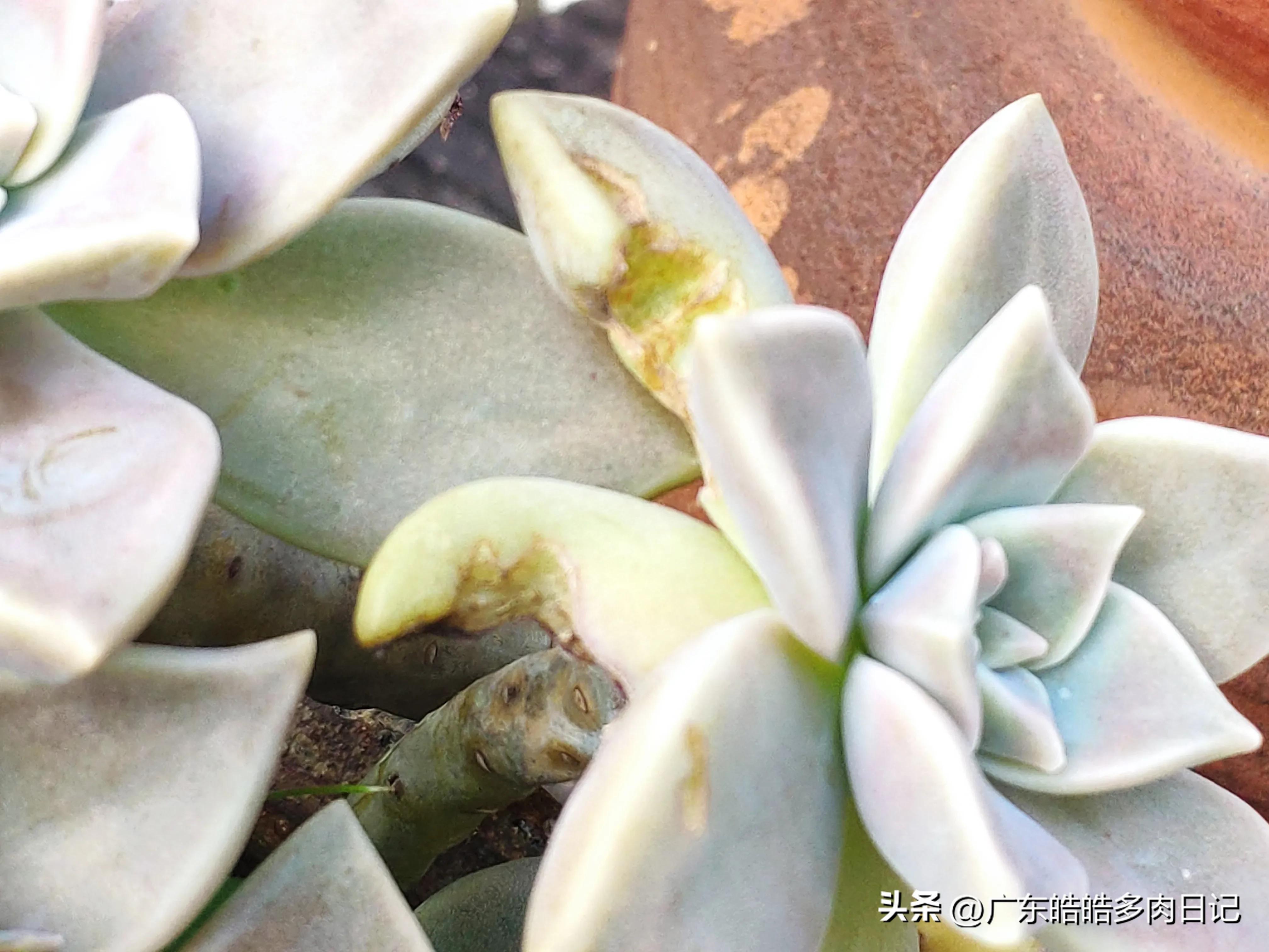 为养多肉，和楼顶小鸟的斗智斗勇，几*法大**宝轮番上阵