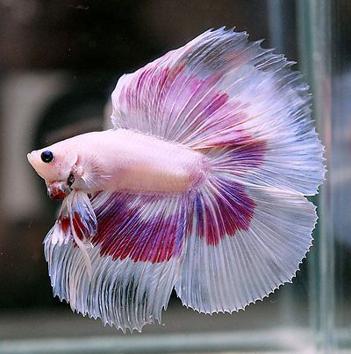 斗鱼米娜跳舞,斗鱼美女舞蹈