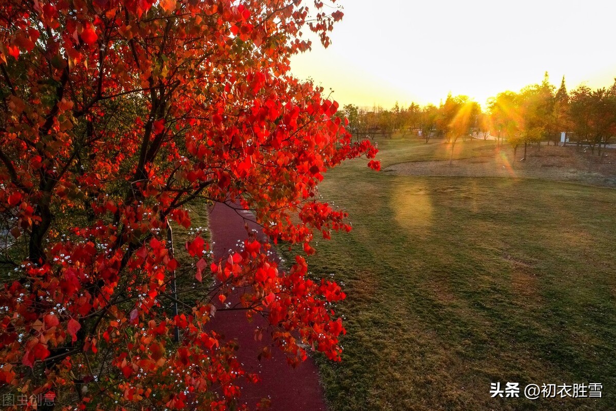 秋天乌桕诗句,秋天乌桕的诗句