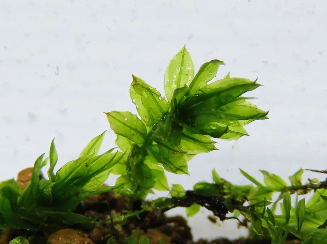 苔藓类盆栽植物怎么养,绿意苔藓