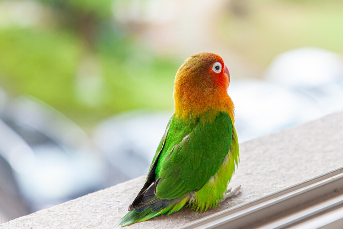 排名第二的鹦鹉品种是什么,最好的鹦鹉有哪些品种及图片