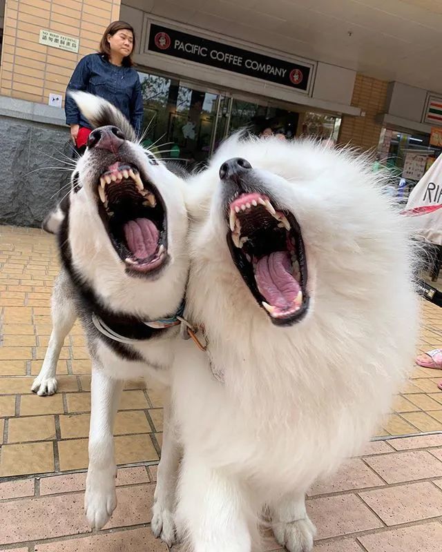 三傻狗有哪些,雪橇三傻是哪三种狗