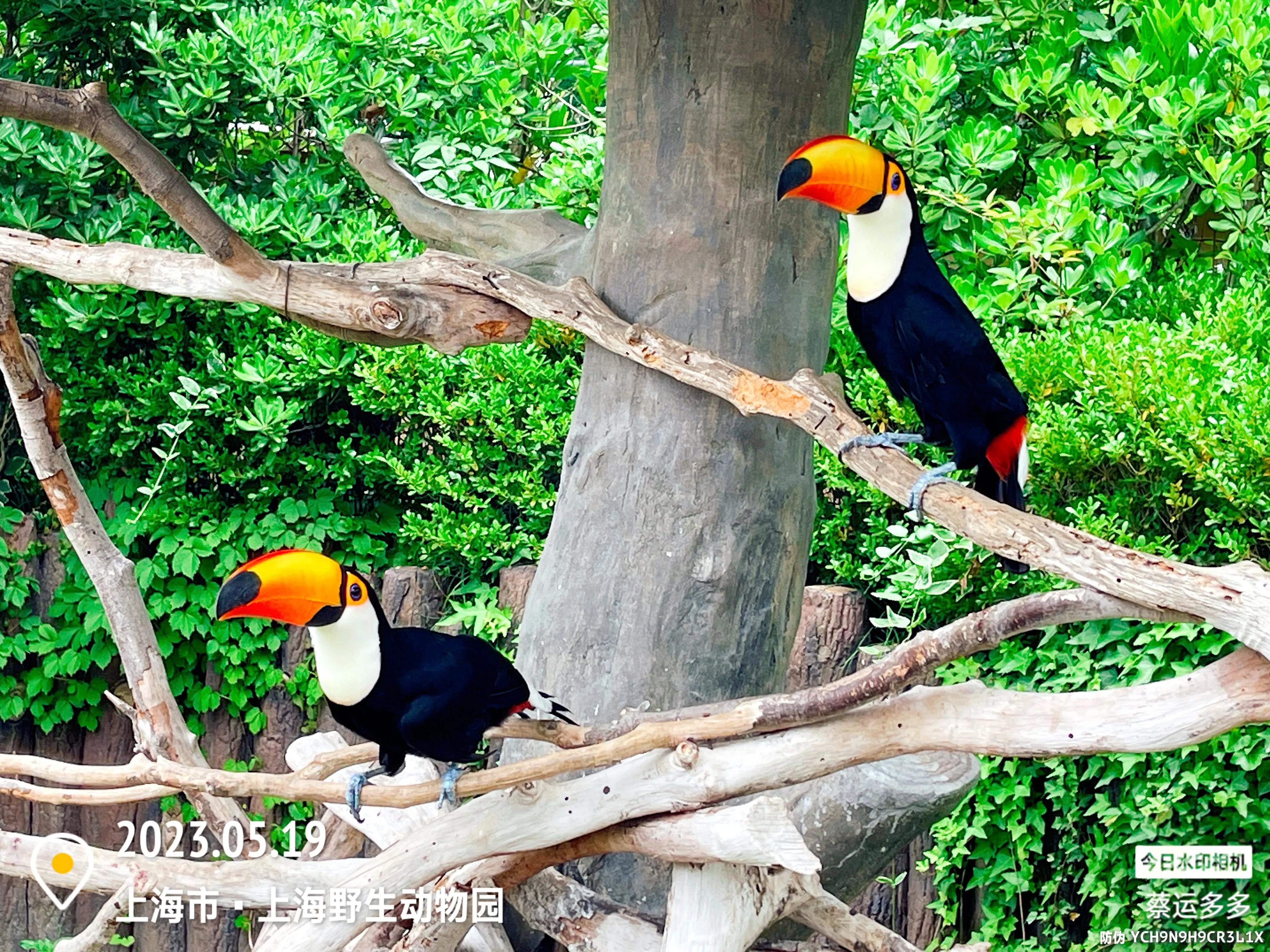我喜爱的动物是小猫,什么动物招人喜爱