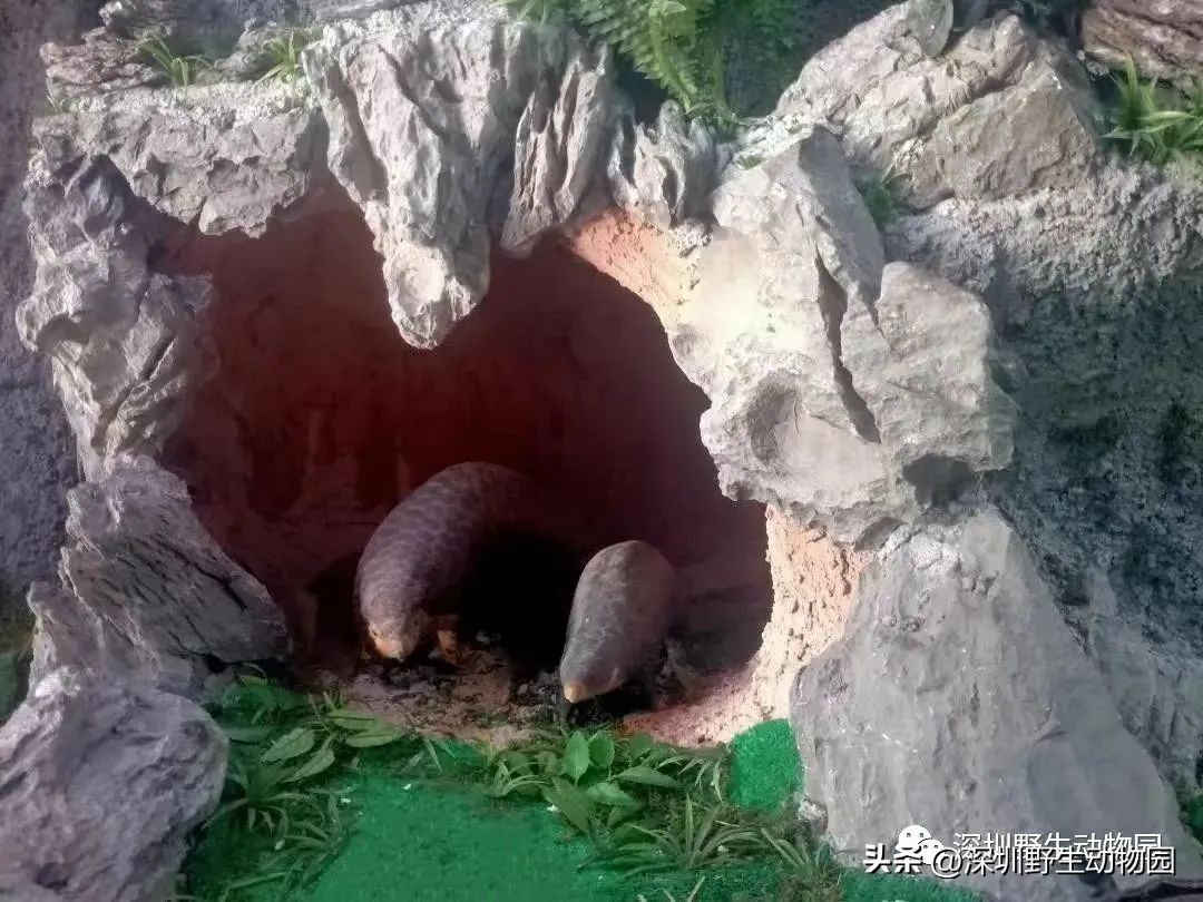 穿山甲穿山乙,穿山穿山甲真的能穿山吗