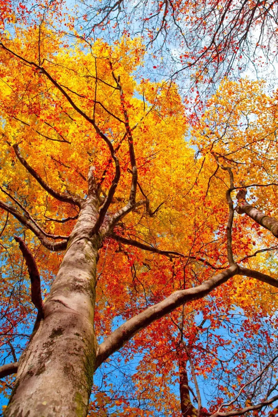 秋诗句最经典的十句,赞颂秋的经典诗句