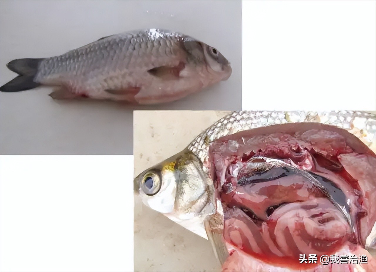 我善治渔产品怎么样,水产养殖寄生虫防治