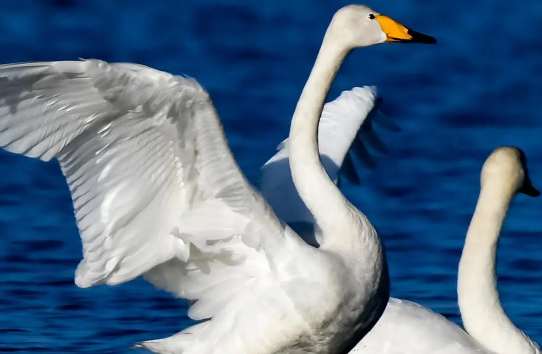 黑天鹅被盗事件,天鹅失踪事件