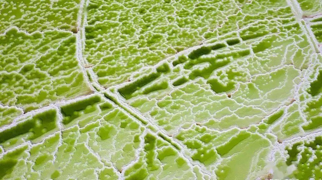 流失的珍贵壁画,一些壁画保留完整了几个世纪