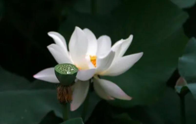 人品是基本的条件,如何做一个好人的人品是很重要的