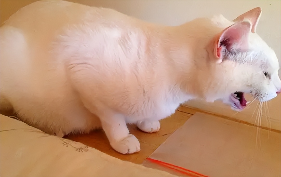 猫咪最怕误食什么,如何判断猫咪误食了异物