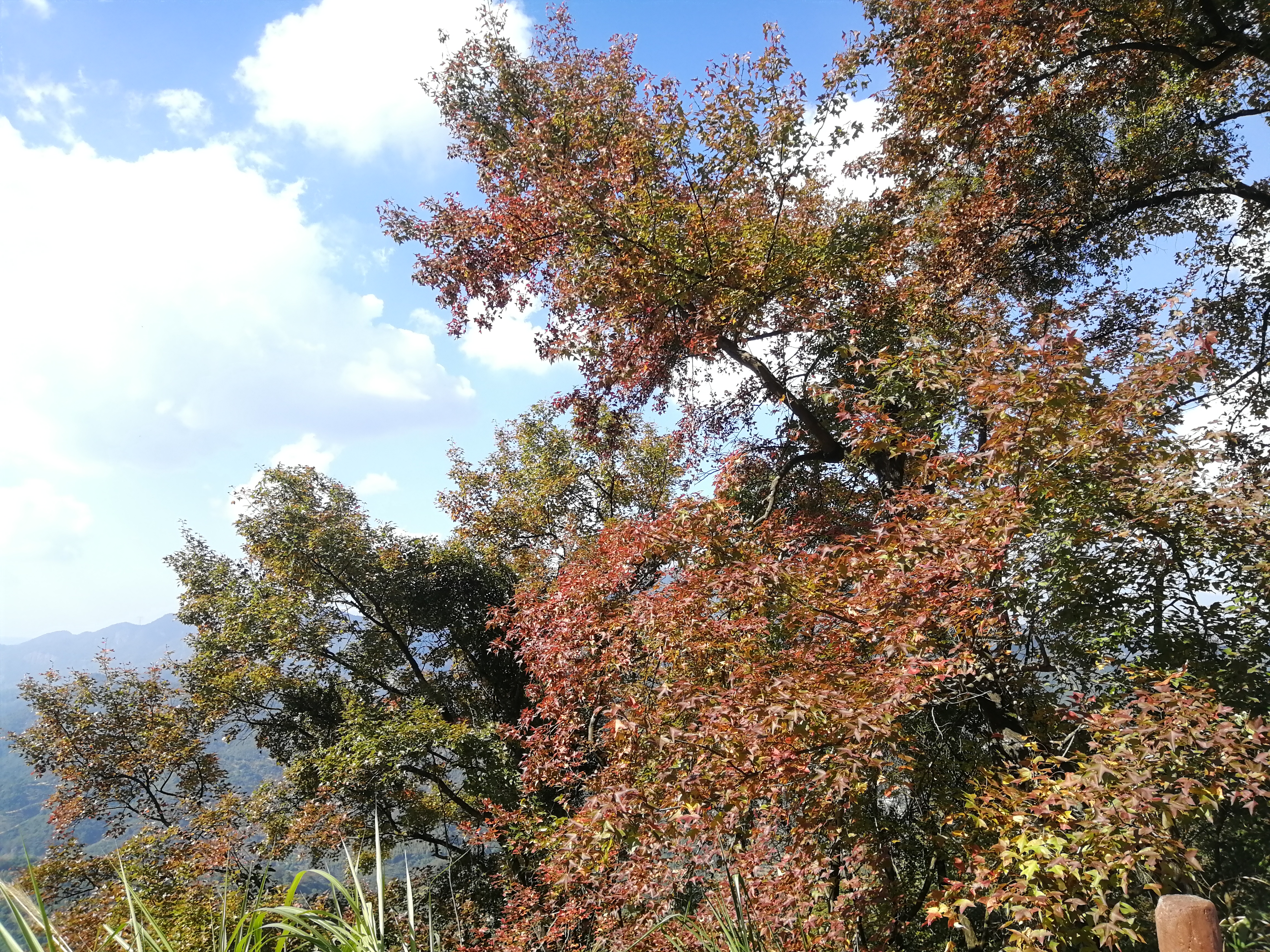 石门森林公园樱花谷交通线路,从化石门公园枫叶